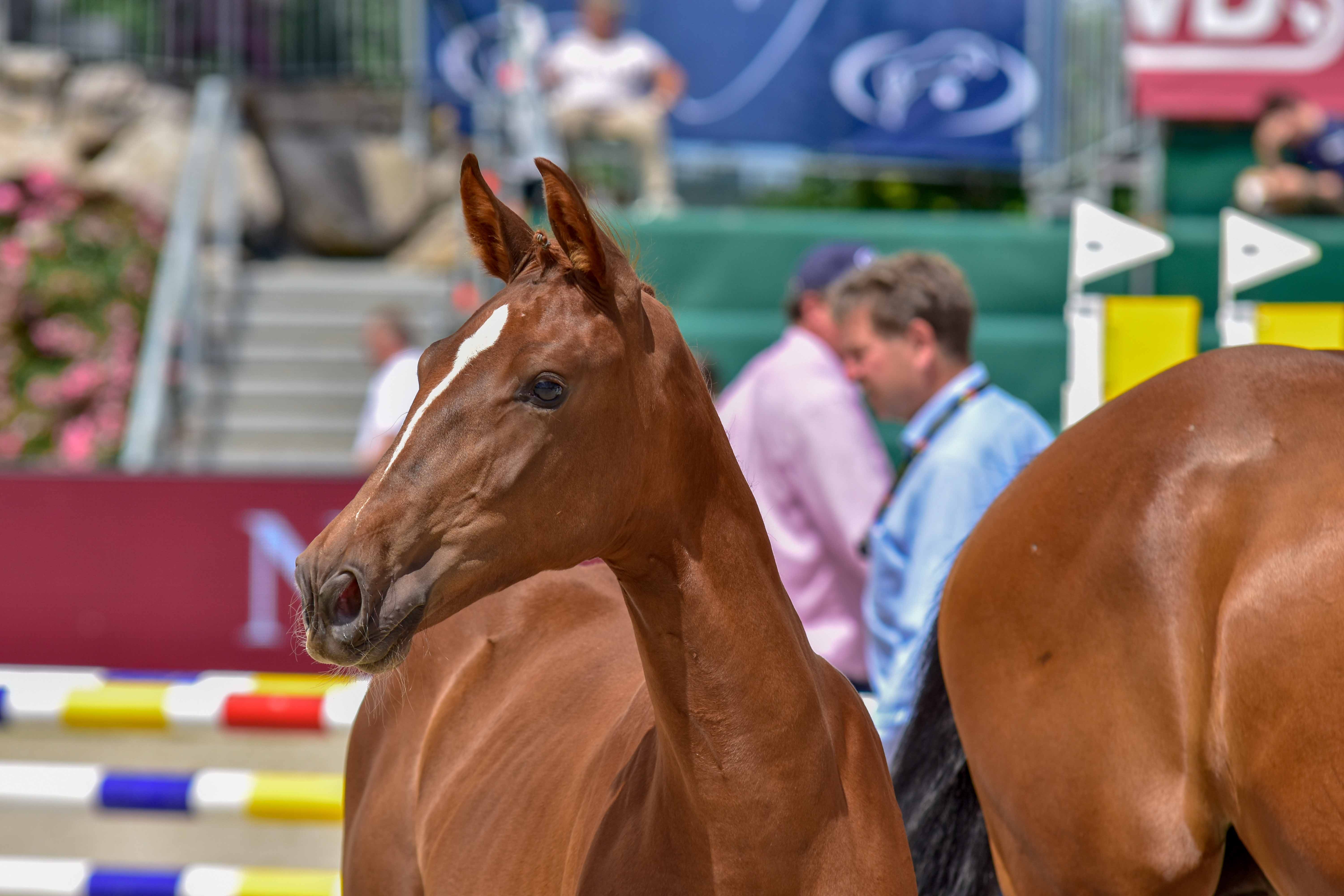 Vente aux Enchères de foals DSP à Donaueschingen -...
