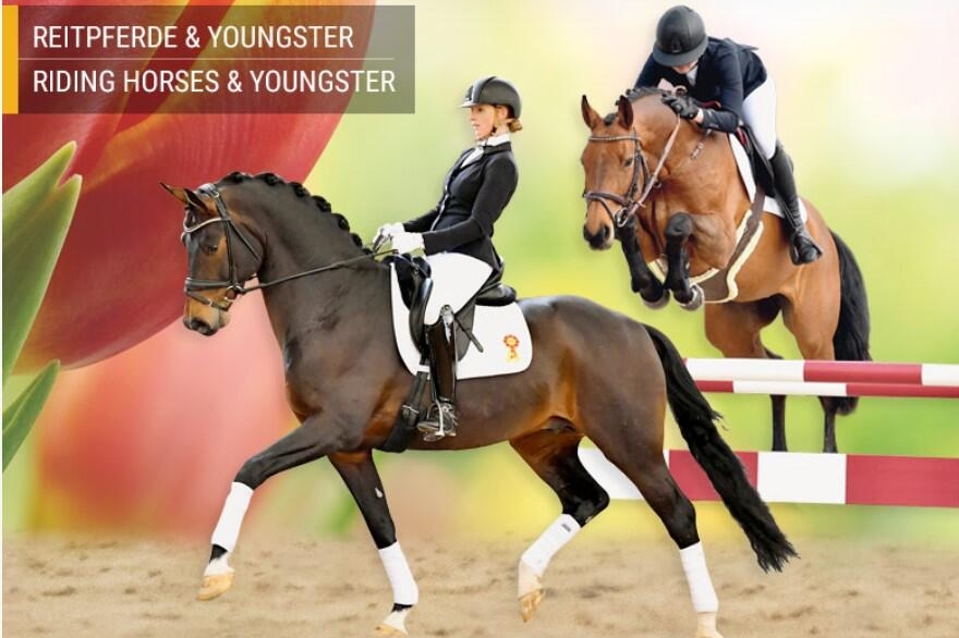 DSP vente aux enchères de chevaux de sport online