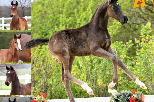vente aux enchères online foals DSP - 8 juin 2021