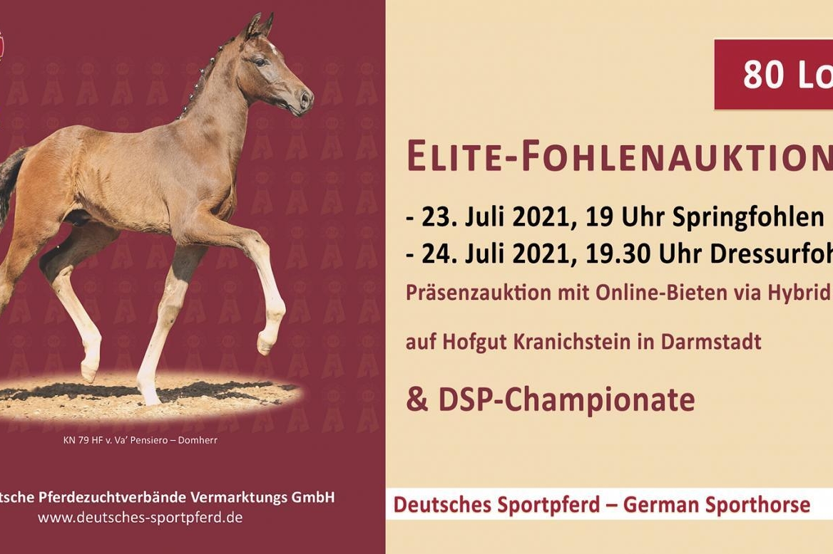 vente élite foals DSP dressage