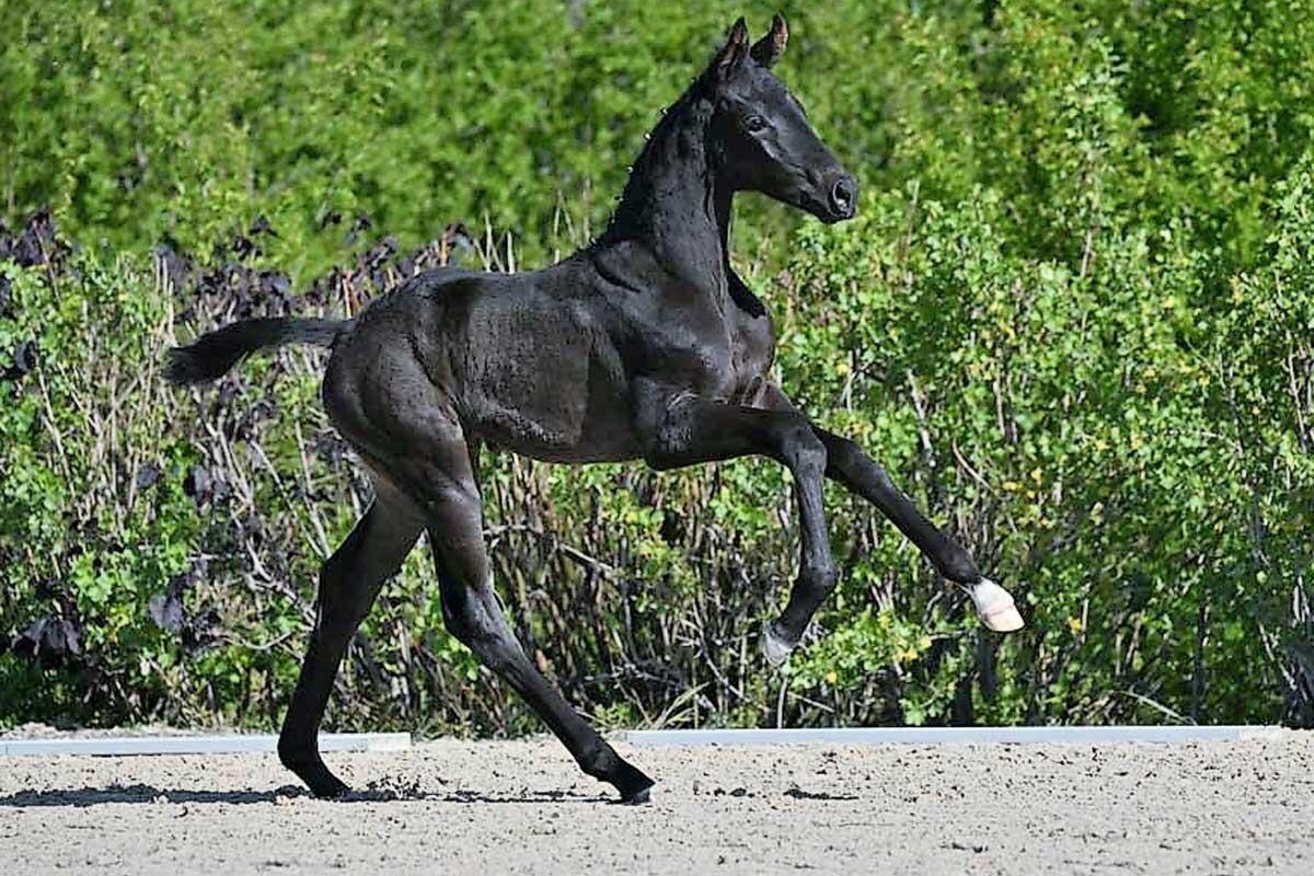 vente aux enchères de foals DSP
