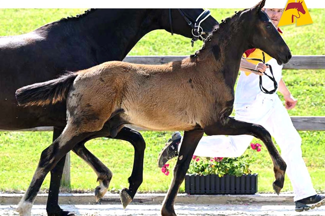 vente aux enchères online foals DSP dressage