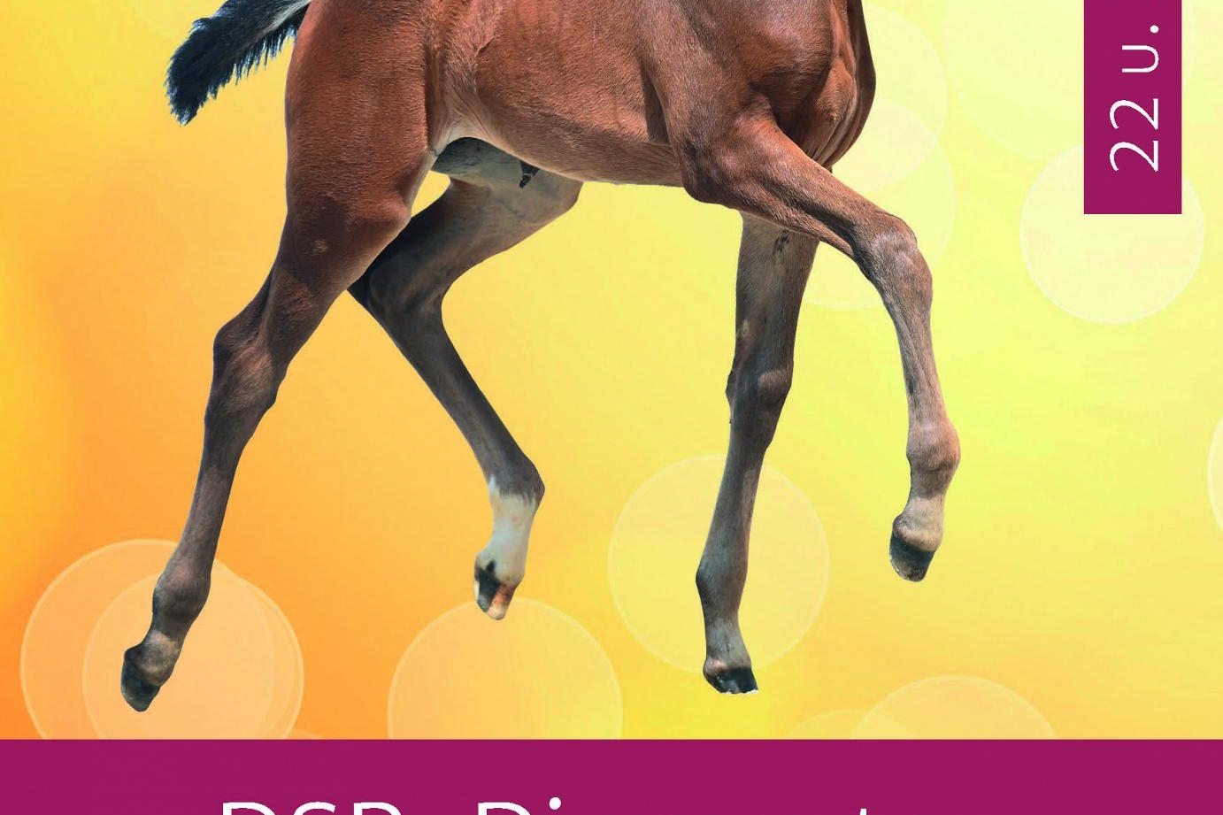 vente aux enchères élite de foals DSP 
