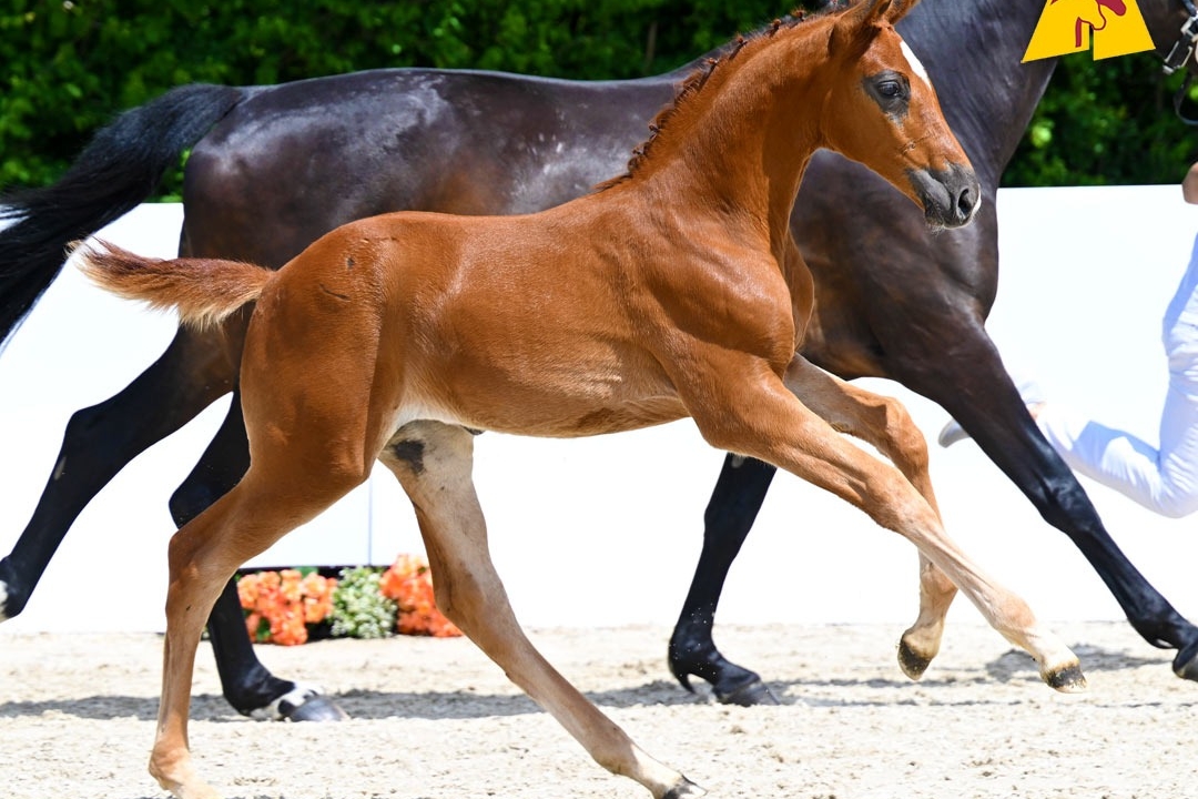vente aux enchères foals DSP saut d'obstacles