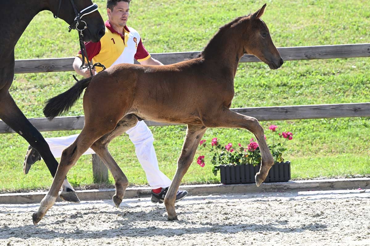 vente aux enchères online de foals DSP dressage