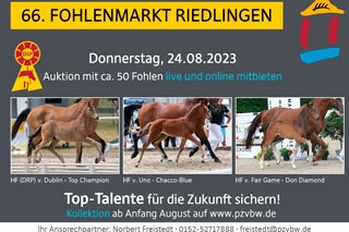 Fohlenmarkt Riedlingen 2023