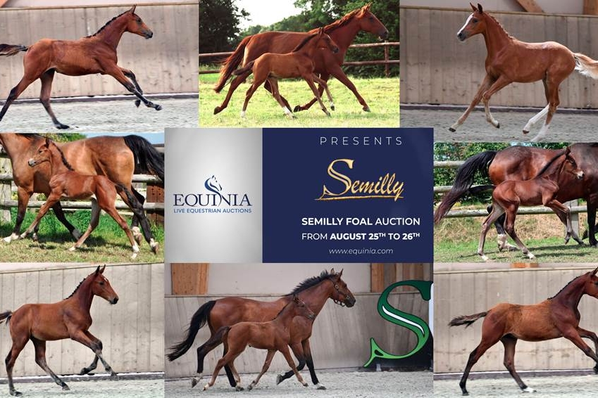 Semilly Foal Auction