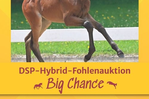 vente aux enchères des foals DSP