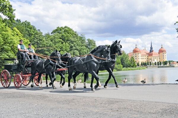11. Verkaufspferdewoche Landgestüt Moritzburg 5 - 12 avril 2025