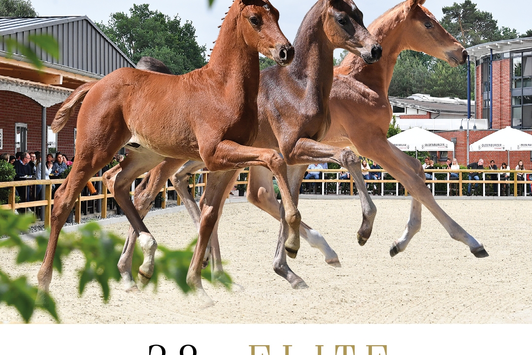 vente aux enchères élite de foals d'Oldenbourg