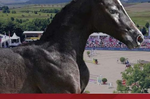 vente aux enchères de foals DSP