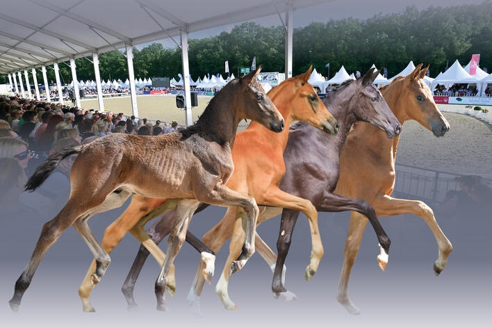 German Horse Quality - Dressurfohlenauktion