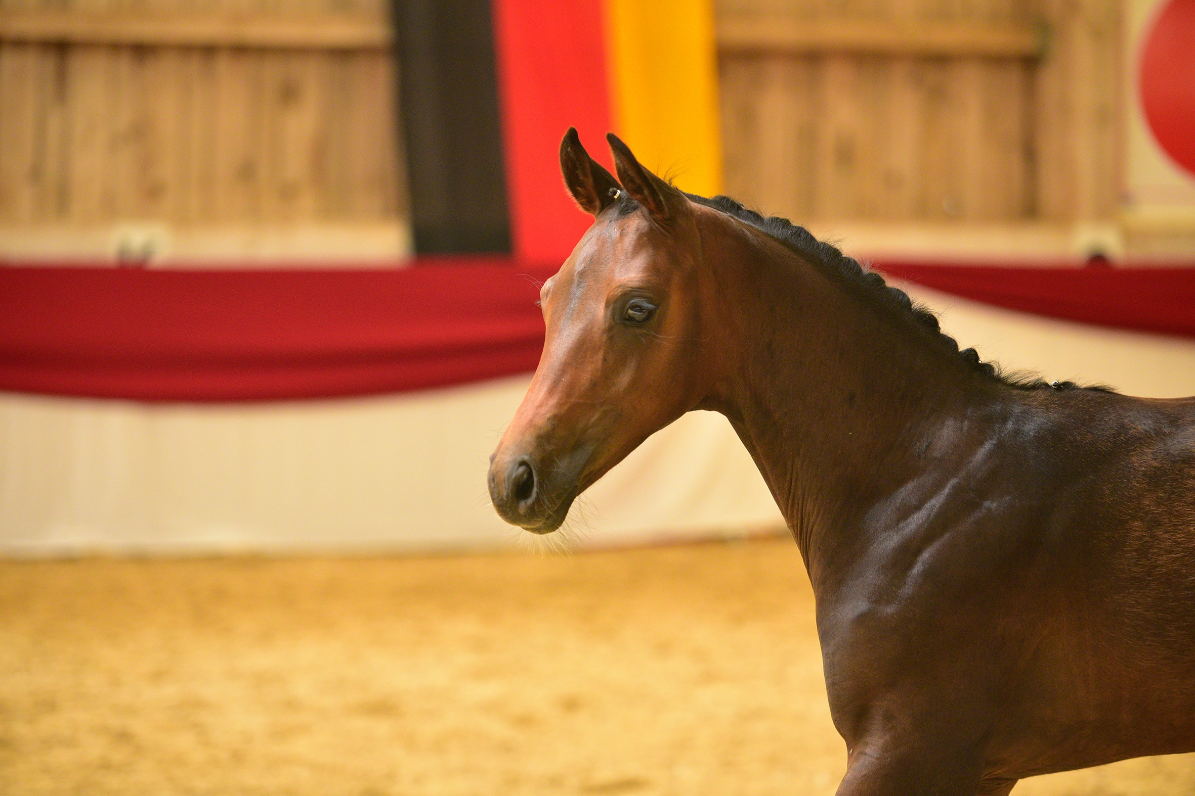 Vente aux Enchères élite de foals DSP à Nördlingen